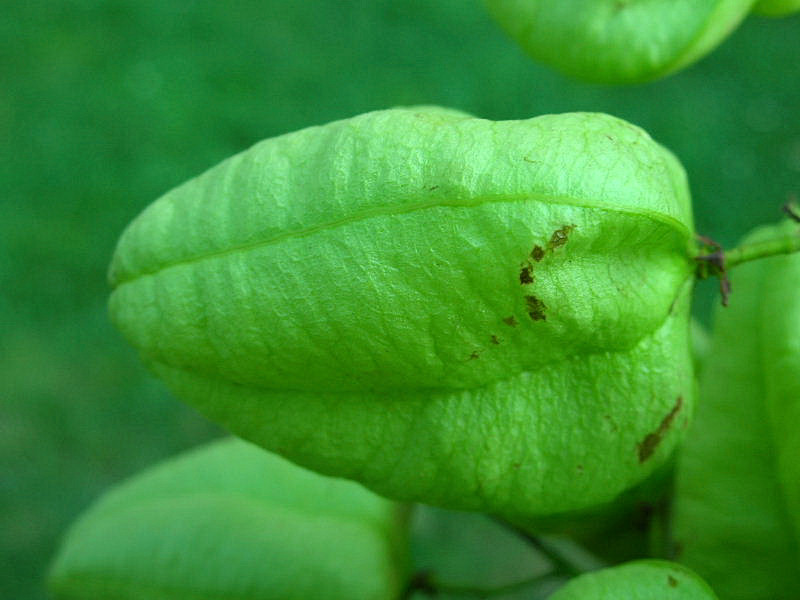 Koelreuteria paniculata (pianta coltivata)